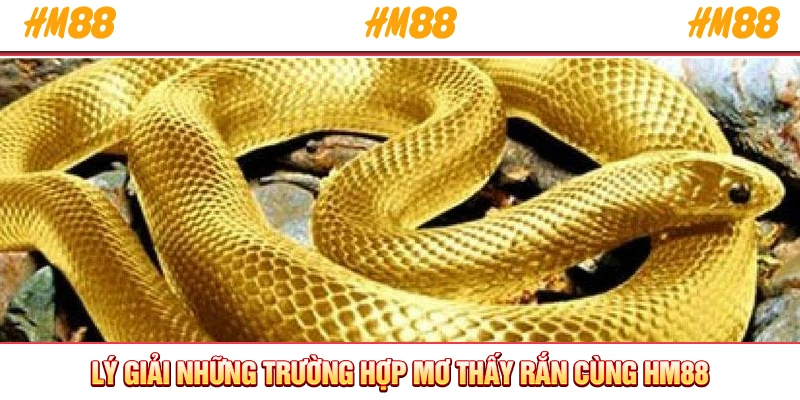 Lý giải những trường hợp mơ thấy rắn cùng HM88